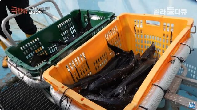 철갑상어 양식 참고사진. / 유튜브 'EBS 다큐'