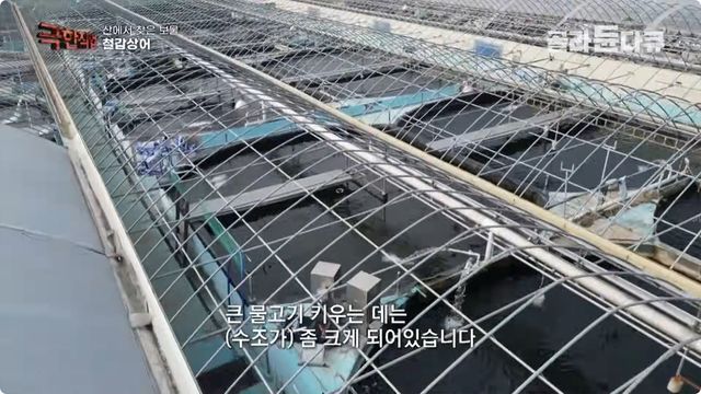 철갑상어 양식 참고사진. / 유튜브 'EBS 다큐'