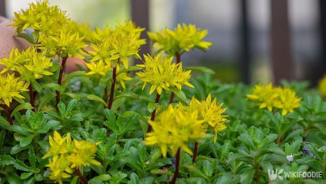 기린초. / Iva Vagnerova-shutterstock.com