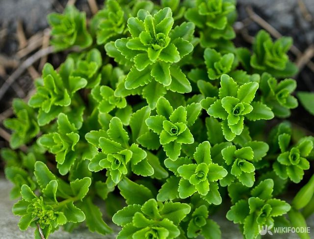 기린초 자료사진. / Vladimir Arndt-shutterstock.com