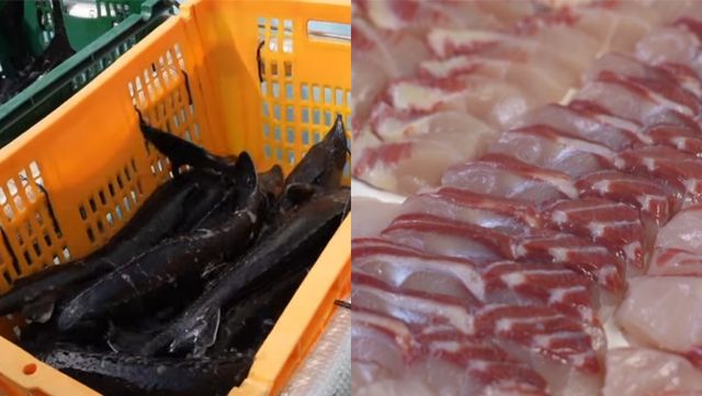 철갑상어 회 참고사진. / 유튜브 'EBS 다큐'