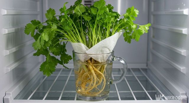 뿌리가 붙은 생고수를 냉장고에 보관한 모습. / 위키푸디