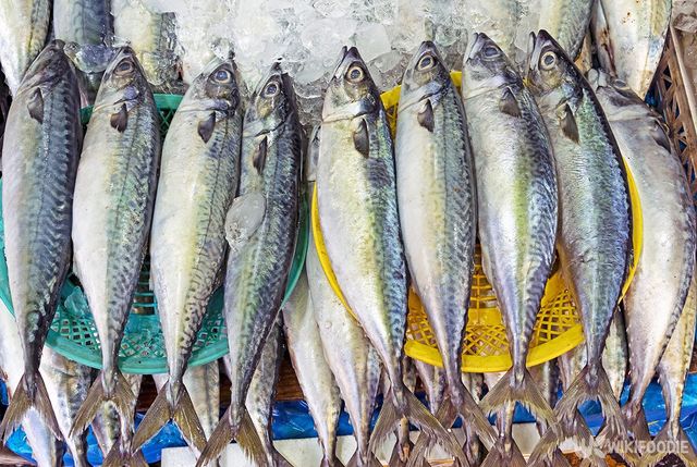한국 어시장에서 판매되고 있는 고등어 자료사진. / Stock for you-shutterstock.com