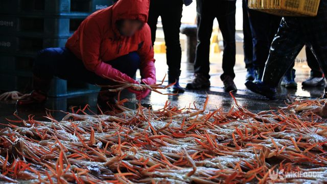 대한민국 울진 죽변항 대게 자료사진. / KoreaKHW-shutterstock.com