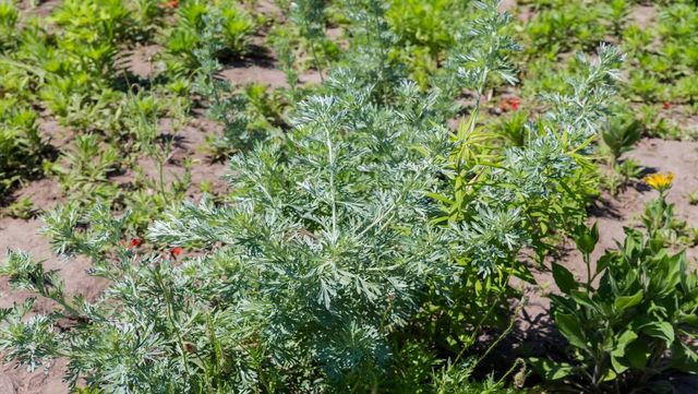 기사 이해를 돕기 위한 자료 사진 / anmbph- shutterstock