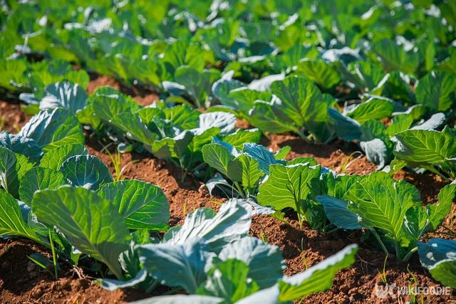 양배추 자료사진. / 위키푸디