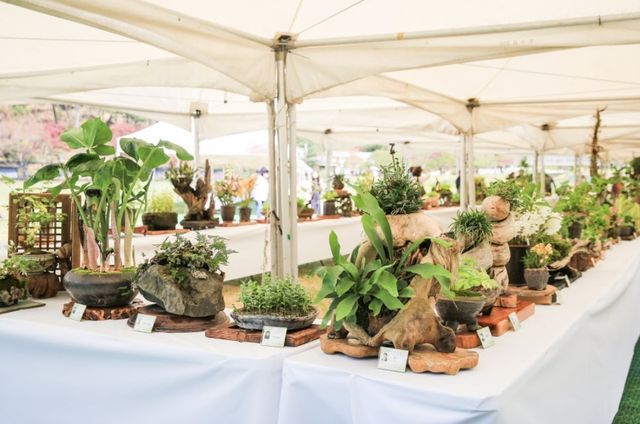 청남대 영춘제. / 충청북도 공식 블로그