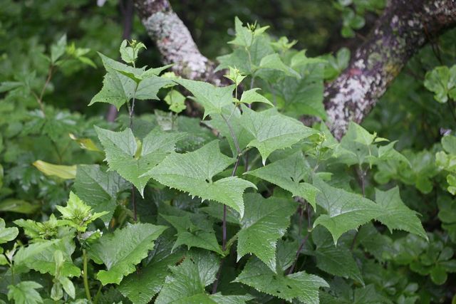 박쥐나물 자료사진. / 국립생물자원관