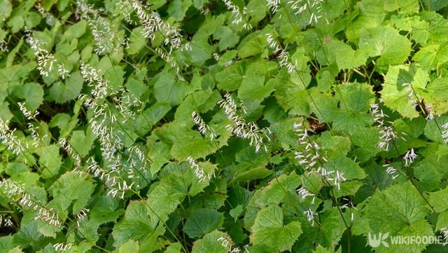 박쥐나물. / backpacking-shutterstock.com