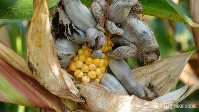 위틀라코체. / iwciagr-shutterstock