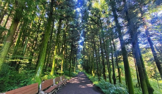 삼다수숲길. / 제주특별자치도 공식 블로그