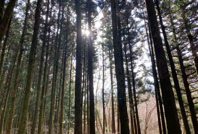 삼다수숲길. / 제주특별자치도 공식 블로그