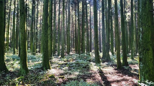 삼다수숲길. / 제주특별자치도 공식 블로그