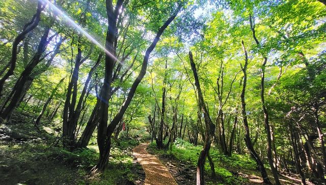 삼다수숲길. / 제주특별자치도 공식 블로그