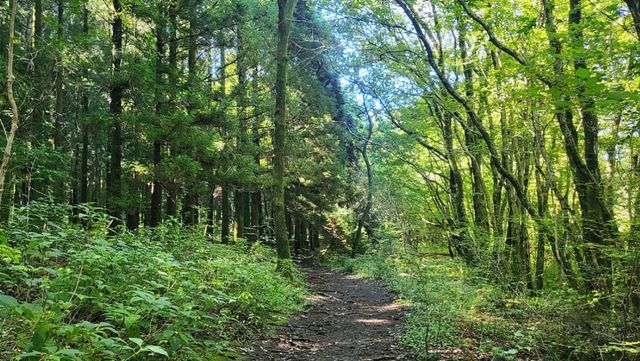 삼다수숲길. / 제주특별자치도 공식 블로그