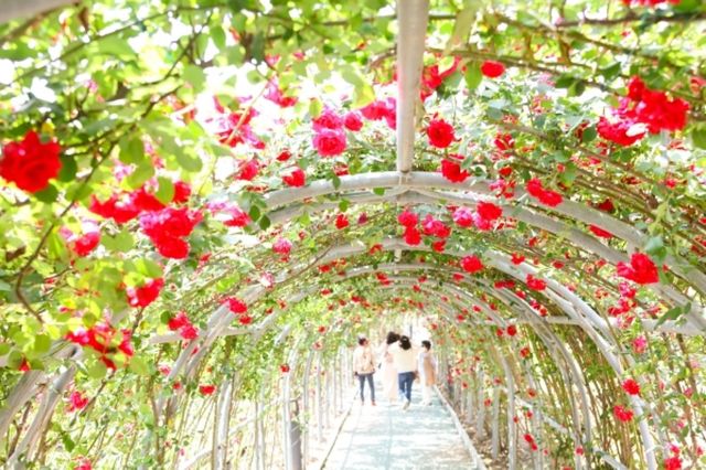 단양 소금정공원 장미터널. / 단양시 공식 블로그