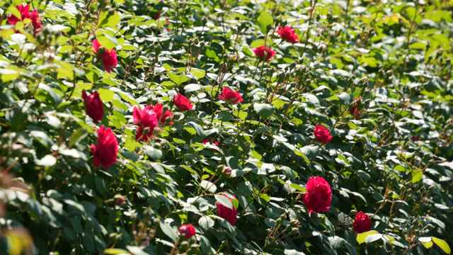 단양 소금정공원 장미터널. / 단양시 공식 블로그