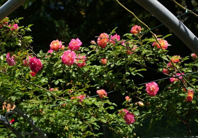 단양 소금정공원 장미터널. / 단양시 공식 블로그