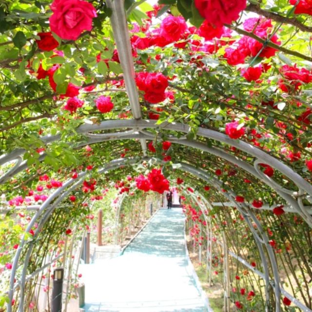 단양 소금정공원 장미터널. / 단양시 공식 블로그