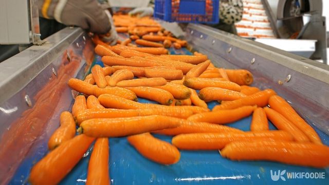 당근 자료사진. / MroJub-shutterstock.com