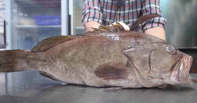 점줄우럭 / '입질의추억TV' 유튜브 채널&nbsp; 캡처