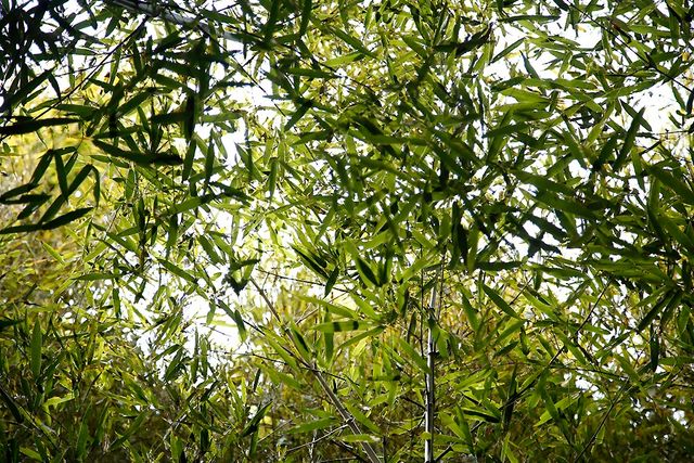 구룡마을 대나무 숲. / 익산시 공식 블로그