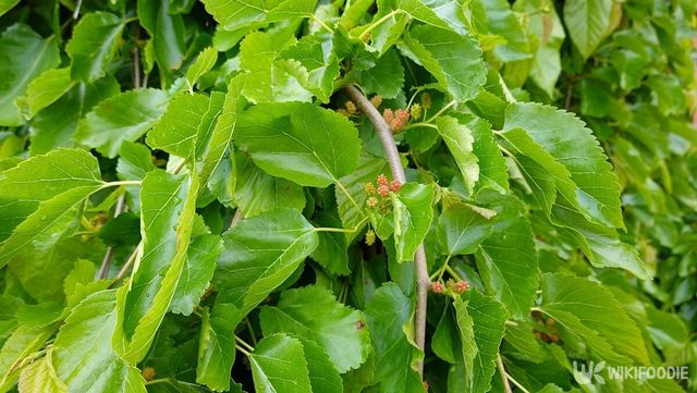 뽕나무 자료사진. / La Huertina De Toni-shutterstock.com