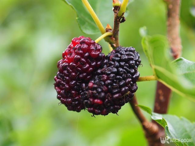 오디 자료사진. / maewshooter-shutterstock.com