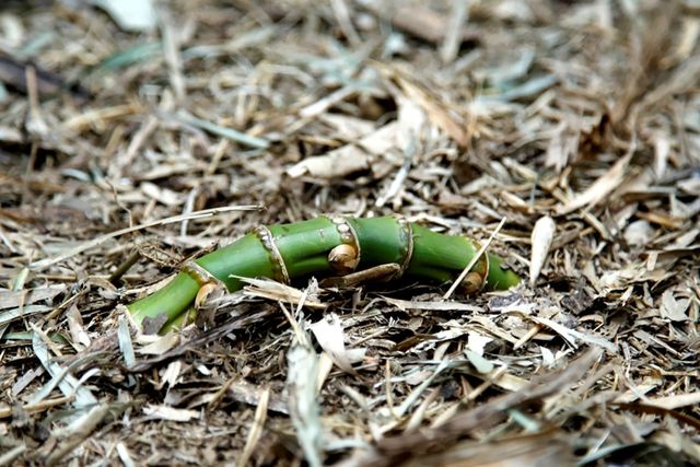 구룡마을 대나무 숲. / 익산시 공식 블로그