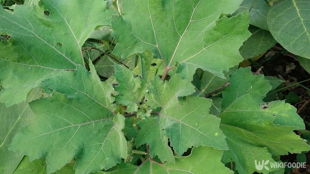 뽕잎 자료사진. / Al-Makhdoom-shutterstock.com