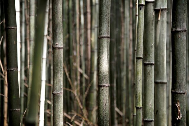 구룡마을 대나무 숲. / 익산시 공식 블로그