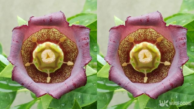 더덕순 자료사진. / This_is_JiHun_Lee-shutterstock.com