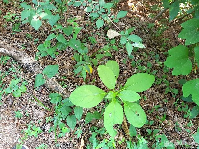 더덕 잎 자료사진. / QSPEED-shutterstock.com