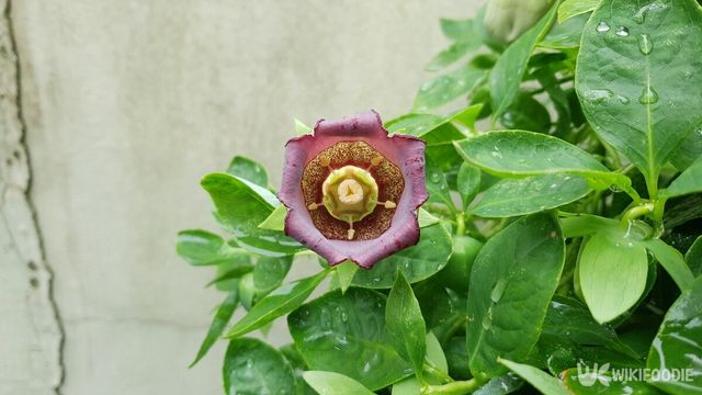 더덕 자료사진. / This_is_JiHun_Lee-shutterstock.com