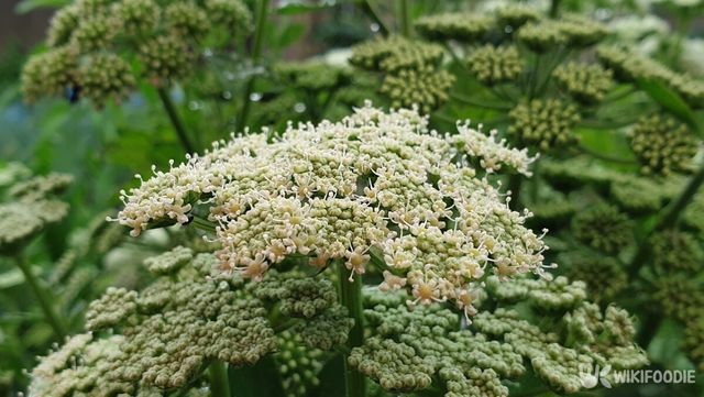 방풍나물 꽃. / This_is_JiHun_Lee-shutterstock.com