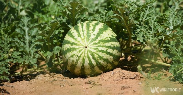 밑동 작은 수박 자료 사진. / DadonkinDm-shutterstock