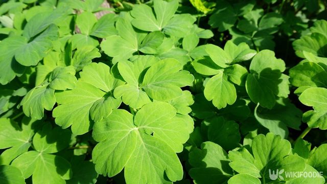 방풍나물 자료사진. / from-ishigaki-shutterstock.com