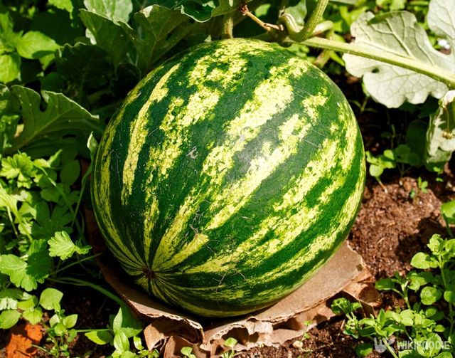 줄무늬가 선명한 수박. / Tricky_Shark-shutterstock