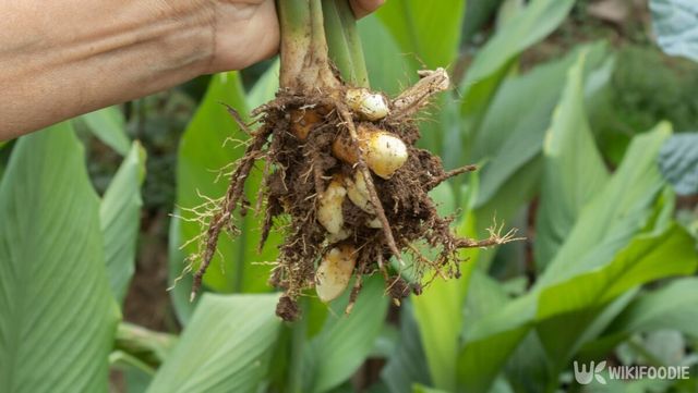 강황 자료 사진. / lezia_melo-shutterstock