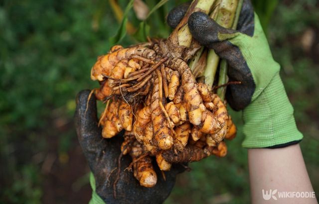 강황 자료 사진. / johan kusuma-shutterstock