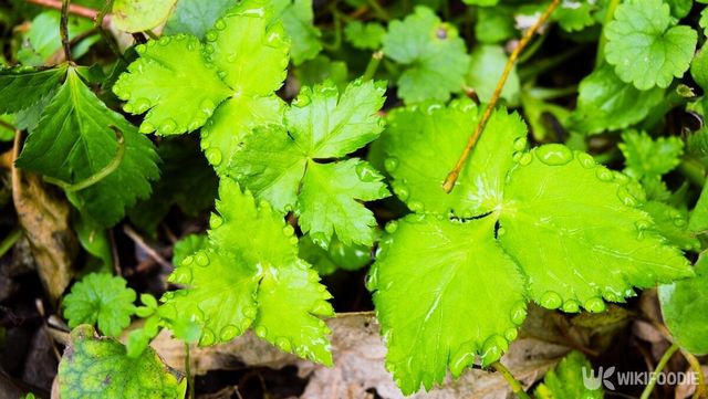 파드득나물. / corn-flower-shutterstock.com