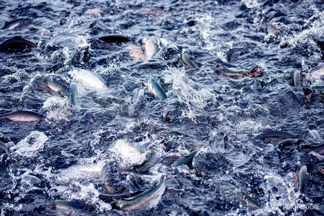 송어 참고 사진. / Parilov-shutterstock.com