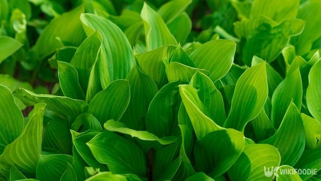 비비추 자료사진. / ehddn_pic-shutterstock.com