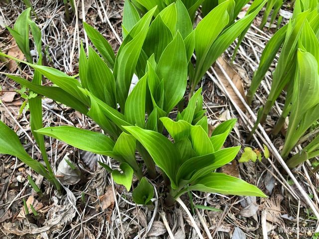 비비추. / Hyojin Kim-shutterstock.com