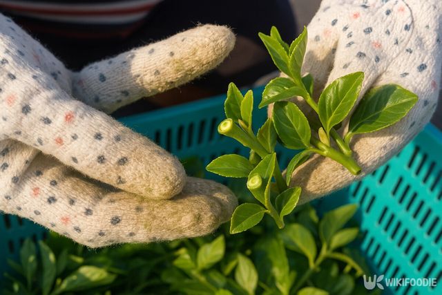 다래순 자료사진. / 위키푸디