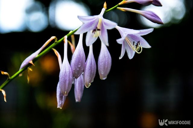 비비추꽃. / Chongbum Thomas Park-shutterstock.com