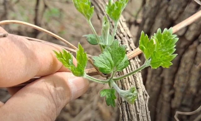 사위질빵 / '산야초나라 TV' 유튜브 영상 캡처