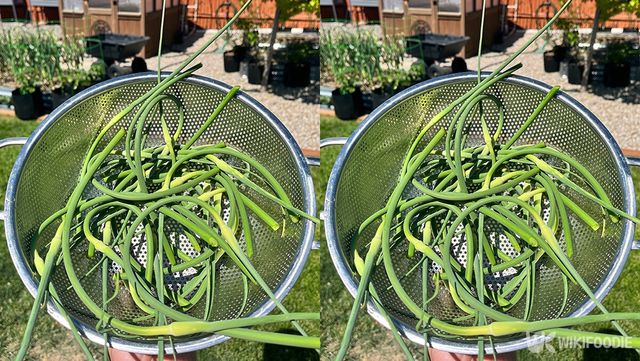 마늘쫑 자료사진. / Jen Ko-shutterstock.com