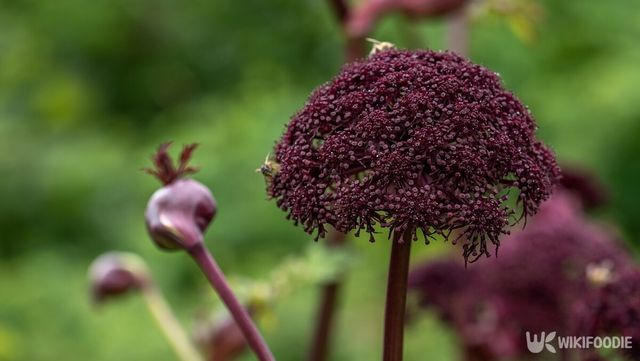 참당귀 꽃 자료사진. / LapaiIrKrapai-shutterstock.com