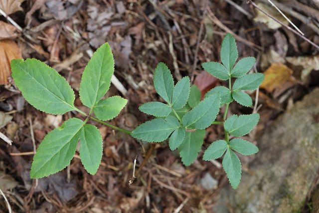지리강활 자료사진. / 국립생물자원관